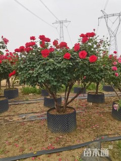高度180厘米古桩月季