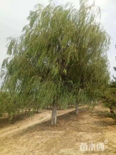 25公分垂柳