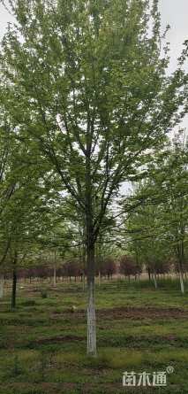 15公分美国红枫-秋火焰