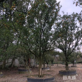 25公分橘树