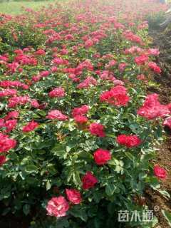高度50厘米品种月季