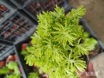 高度10厘米佛甲草