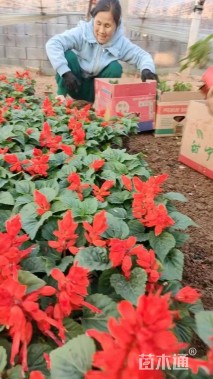 高度25厘米一串红