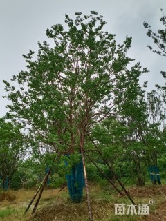 50公分丛生乌桕