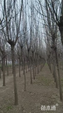 9公分金叶复叶槭