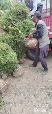 冠幅80厘米瓜子黄杨球