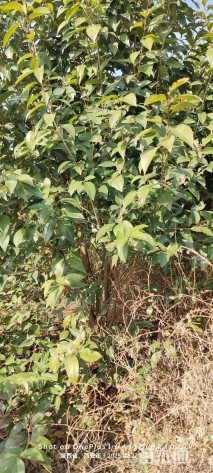 高度260厘米丛生大叶女贞