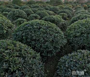 冠幅100厘米海桐球