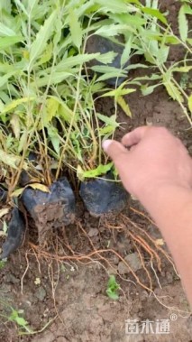 高度40厘米金叶莸