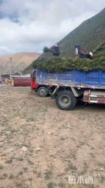 高度40厘米 青海云杉小苗