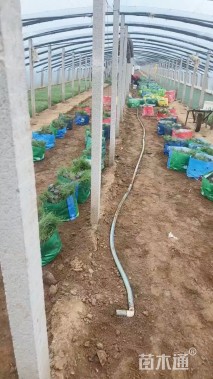 高度15厘米青绿苔草