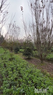 15公分紫叶李