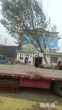 18公分美国红枫