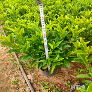 高度120厘米非洲茉莉