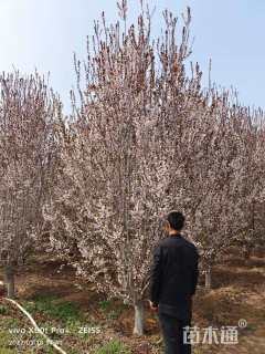 高度300厘米丛生紫叶李