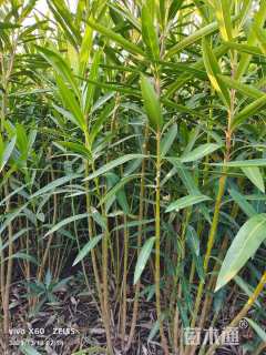 高度150厘米夹竹桃