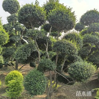 12公分造型小叶女贞