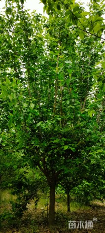 高度360厘米蜡梅