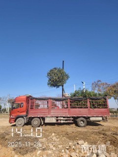 10公分香橼