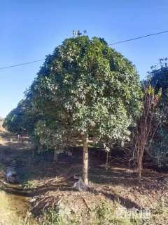 15公分桂花