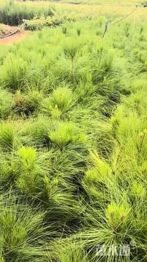 1公分细叶云南松