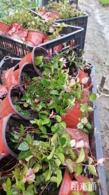 20厘米花叶络石