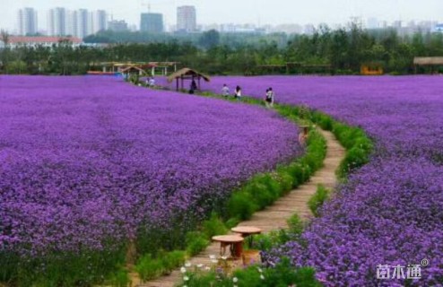 高度15厘米马鞭草
