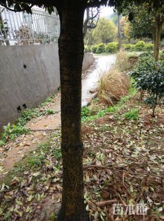 16公分桂花