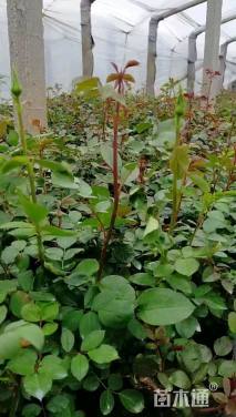 高度40厘米大花月季