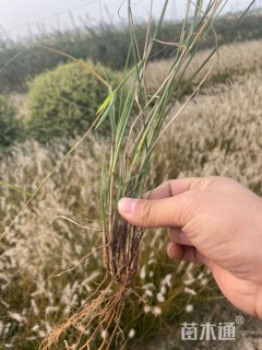 高度30厘米细叶芒