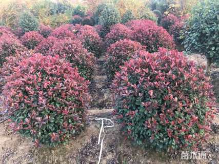 冠幅100厘米红叶石楠球