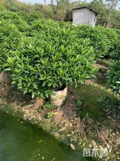 高度100厘米非洲茉莉