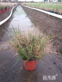 高度25厘米画眉草