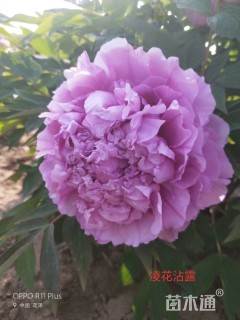 高度20厘米牡丹