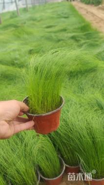 高度20厘米细茎针茅