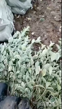 高度40厘米金边黄杨小苗