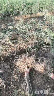 高度30厘米紫穗槐
