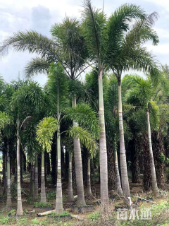 裸干高550厘米狐尾椰