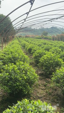 高度50厘米非洲茉莉球