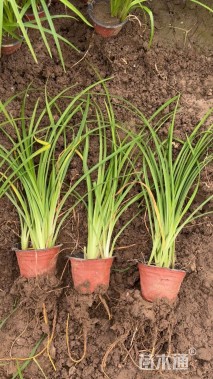 高度25厘米常绿萱草