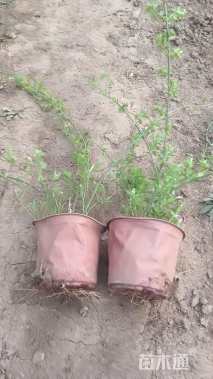 高度50厘米迎春花