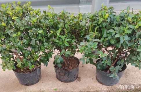 高度40厘米茶梅