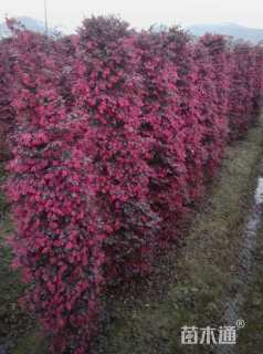 高度150厘米红花继木柱