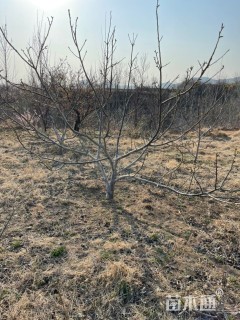 高度100厘米核桃