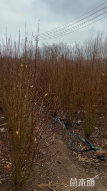 高度120厘米丛生木槿