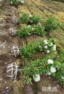 高度120厘米木绣球