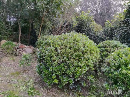 冠幅150厘米海桐球