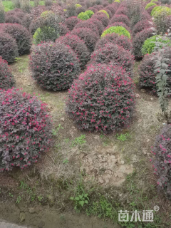 冠幅80厘米红花继木球