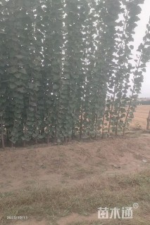 2.5公分107速生杨