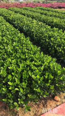 高度25厘米大叶栀子